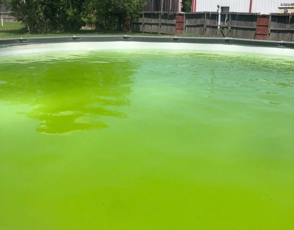 Green above-ground pool before professional service